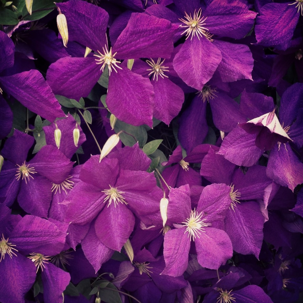 Flowers on St. Viateur, Montreal, QC