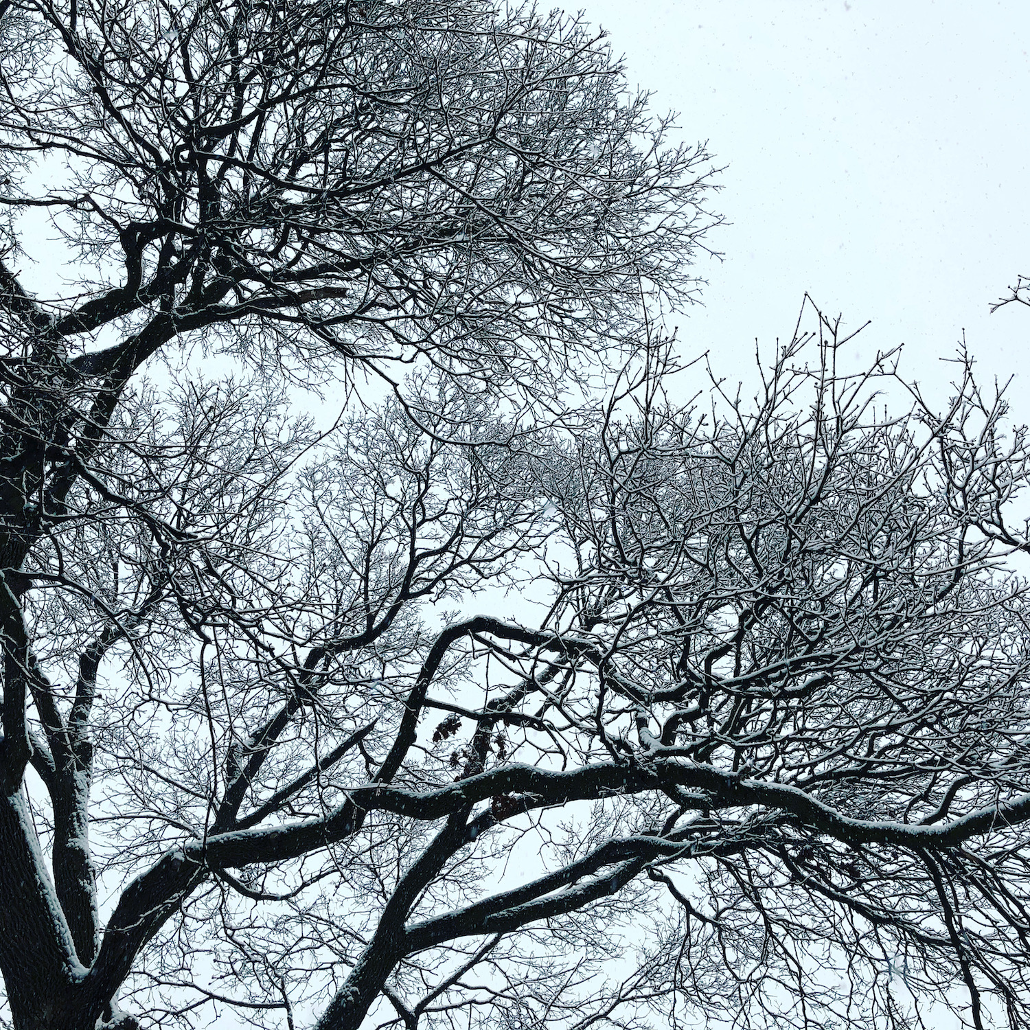 Frozen Trees, Parc Outremont
