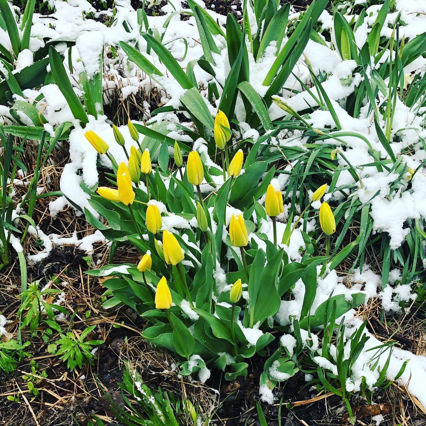 April in Montréal, QC