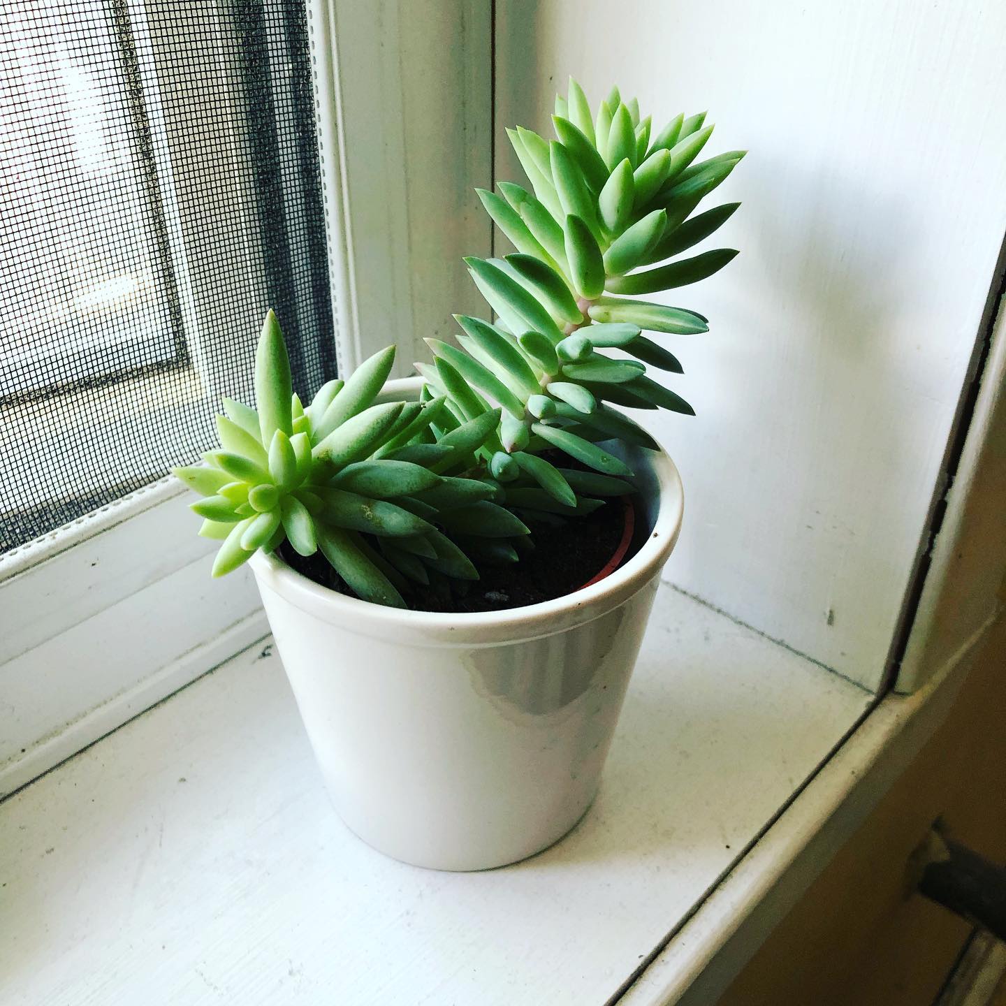 New plant friend!: Montreal, QC