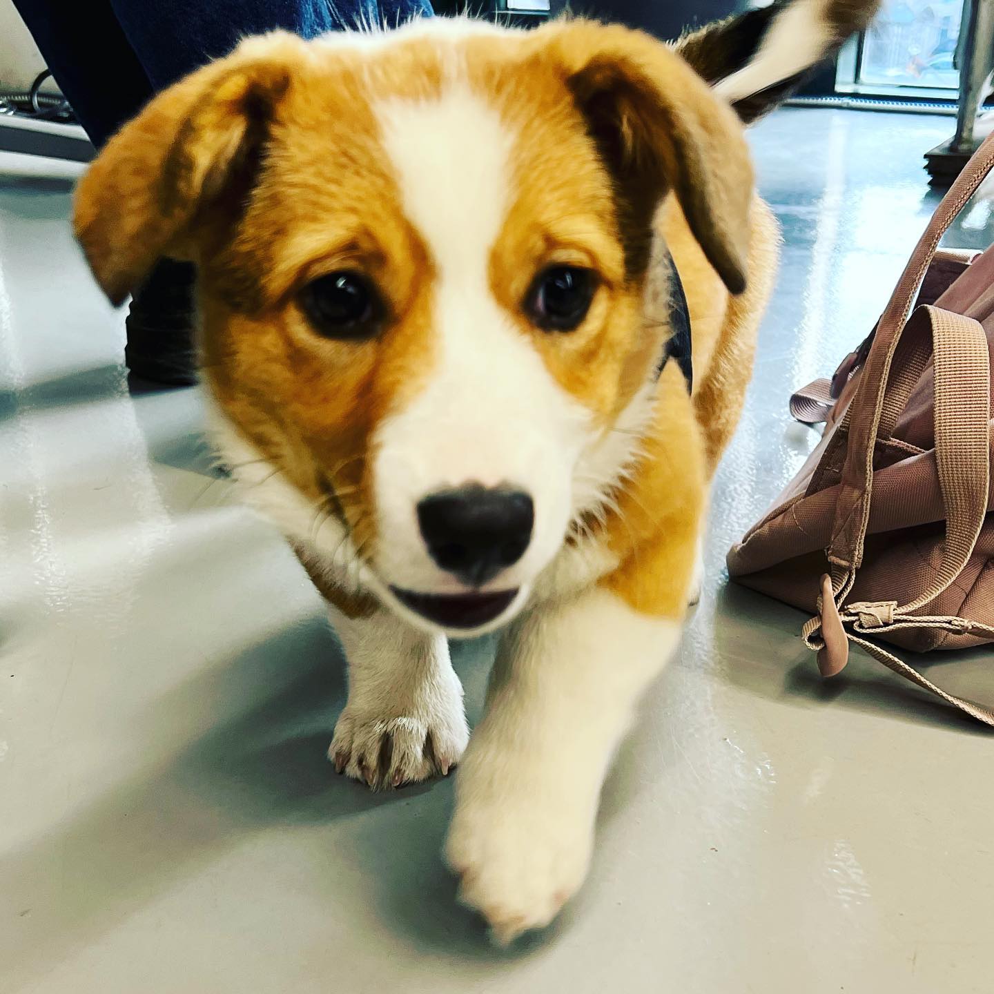 Meeting Winston Blueberry