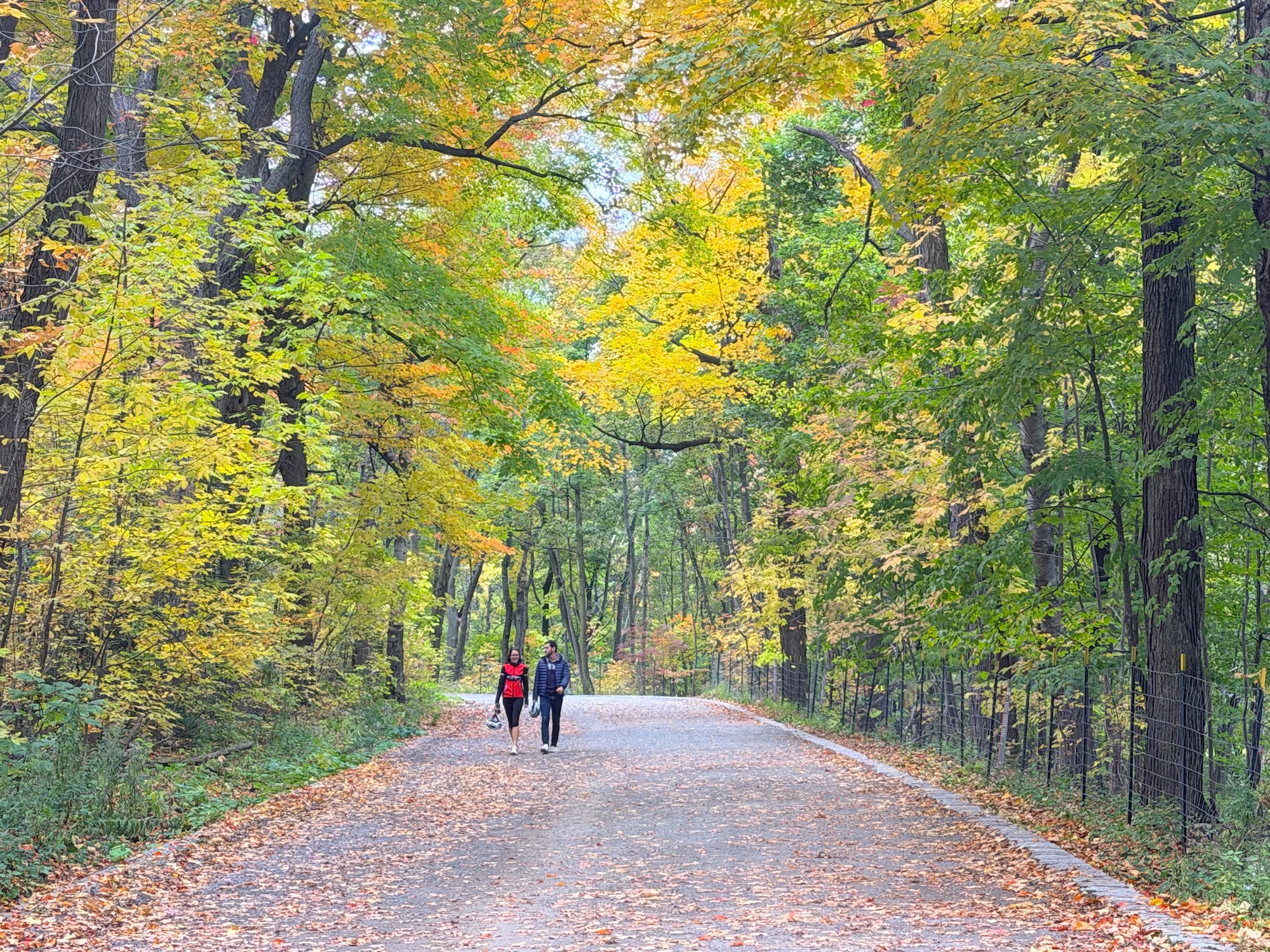 Fall – Parc Mont Royal